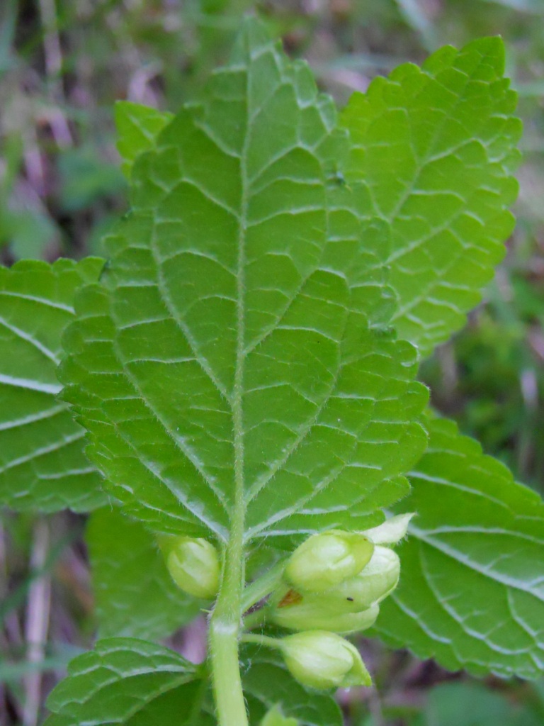 Pianta del bosco - Melittis melissophyllum